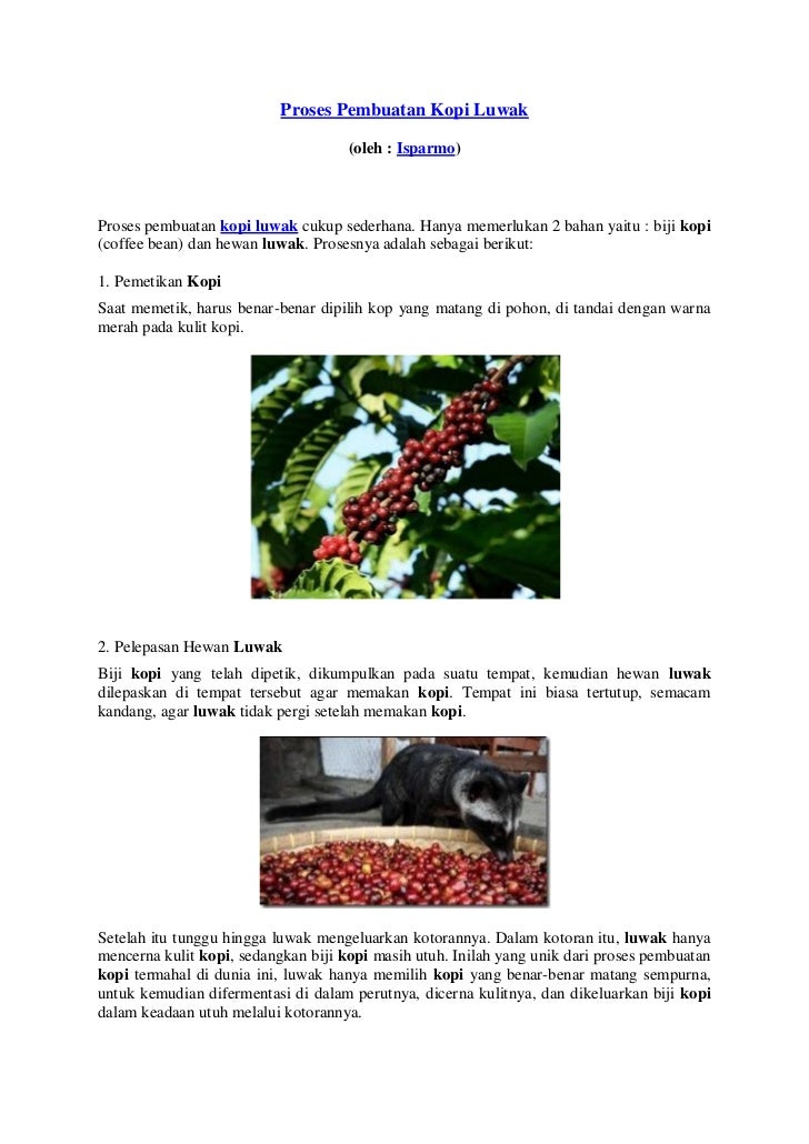 Proses Pembuatan Kopi Luwak