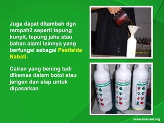 Juga dapat ditambah dgn
rempah2 seperti tepung
kunyit, t
k
kunyit, tepung j h atau
     it        jahe t
bahan alami lainnya yang
berfungsi sebagai Pestisida
        g      g
Nabati.
Nabati.

Cairan yang bening tadi
dikemas dalam botol atau
jerigen dan siap untuk
dipasarkan




                              kreasimadani.org
 
