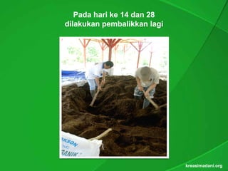 Pada hari ke 14 dan 28
dilakukan pembalikkan lagi




                             kreasimadani.org
 