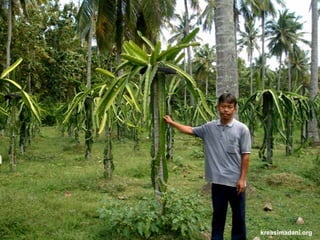 kreasimadani.org
 