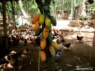 kreasimadani.org
 