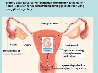 Embrio akan terus berkembang dan membentuk fetus (janin).
Fetus juga akan terus berkembang sehingga dilahirkan yang
panggil sebagai bayi.

 