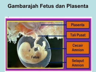 Gambarajah Fetus dan Plasenta

 
