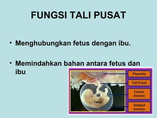 FUNGSI TALI PUSAT
• Menghubungkan fetus dengan ibu.
• Memindahkan bahan antara fetus dan
ibu

 