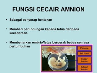FUNGSI CECAIR AMNION
• Sebagai penyerap hentakan
• Memberi perlindungan kepada fetus daripada
kecederaan.
• Membenarkan embrio/fetus bergerak bebas semasa
pertumbuhan

 