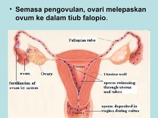 • Semasa pengovulan, ovari melepaskan
ovum ke dalam tiub falopio.

 
