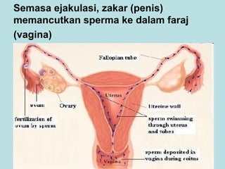Semasa ejakulasi, zakar (penis)
memancutkan sperma ke dalam faraj
(vagina)

 