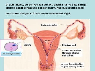 Di tiub falopio, persenyawaan berlaku apabila hanya satu sahaja
sperma dapat bergabung dengan ovum. Nukleus sperma akan
bercantum dengan nukleus ovum membentuk zigot.

 