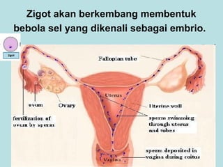 Zigot akan berkembang membentuk
bebola sel yang dikenali sebagai embrio.

 