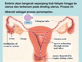Embrio akan bergerak sepanjang tiub falopio hingga ke
uterus dan terbenam pada dinding uterus. Proses ini
dikenali sebagai proses penempelan.

 