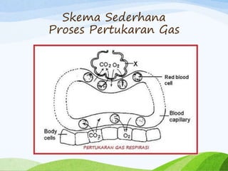 Skema Sederhana
Proses Pertukaran Gas
 