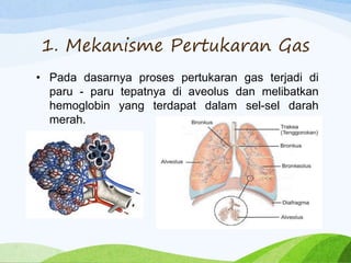 1. Mekanisme Pertukaran Gas
• Pada dasarnya proses pertukaran gas terjadi di
paru - paru tepatnya di aveolus dan melibatkan
hemoglobin yang terdapat dalam sel-sel darah
merah.
 