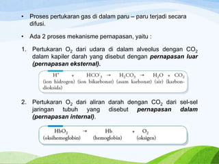 • Proses pertukaran gas di dalam paru – paru terjadi secara
difusi.
• Ada 2 proses mekanisme pernapasan, yaitu :
1. Pertukaran O2 dari udara di dalam alveolus dengan CO2
dalam kapiler darah yang disebut dengan pernapasan luar
(pernapasan eksternal).
2. Pertukaran O2 dari aliran darah dengan CO2 dari sel-sel
jaringan tubuh yang disebut pernapasan dalam
(pernapasan internal).
 
