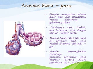 Alveolus Paru – paru
• Alveolus merupakan saluran
akhir dari alat pernapasan
berupa gelembung -
gelembung udara.
• Dindingnya tipis, lembab,
dan berlekatan erat dengan
kapiler - kapiler darah.
• Alveolus terdiri atas satu lapis
sel epitelium pipih yang
mudah ditembus oleh gas. –
gas.
• Alveolus memungkinkan
terjadinya
perluasan permukaan yang
berperan penting dalam
pertukaran gas O2 & CO2
 