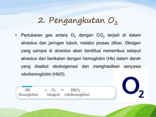 2. Pengangkutan O2
• Pertukaran gas antara O2 dengan CO2 terjadi di dalam
alveolus dan jaringan tubuh, melalui proses difusi. Oksigen
yang sampai di alveolus akan berdifusi menembus selaput
alveolus dan berikatan dengan hemoglobin (Hb) dalam darah
yang disebut deoksigenasi dan menghasilkan senyawa
oksihemoglobin (HbO).
 