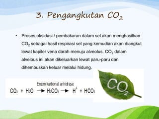 3. Pengangkutan CO2
• Proses oksidasi / pembakaran dalam sel akan menghasilkan
CO2 sebagai hasil respirasi sel yang kemudian akan diangkut
lewat kapiler vena darah menuju alveolus. CO2 dalam
alvelous ini akan dikeluarkan lewat paru-paru dan
dihembuskan keluar melalui hidung.
 