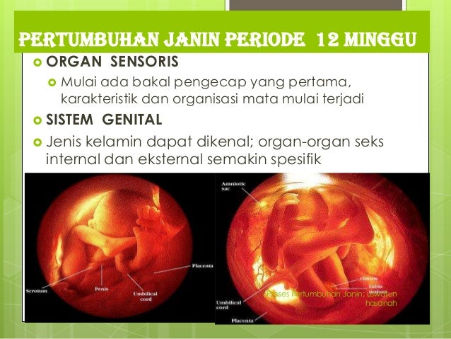 Proses pertumbuhan janin (fetal periode)