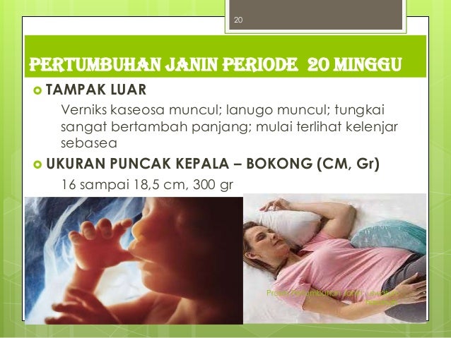 Proses pertumbuhan janin (fetal periode)