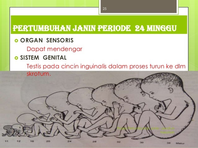 Proses pertumbuhan janin (fetal periode)
