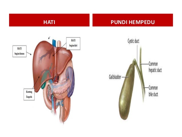 Proses sistem percernaan berlaku