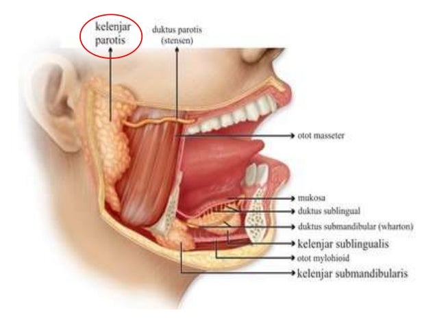 Proses Sistem Percernaan Berlaku