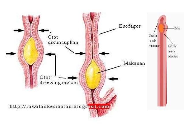 Proses Sistem Percernaan Berlaku