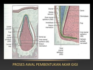 pertumbuhan dan perkembangan gigi pertumbuhan dan perkembangan gigi