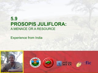 5.9 PROSOPIS JULIFLORA: A MENACE OR A RESOURCE Experience from India 