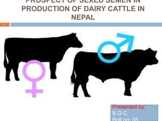 PROSPECT OF SEXED SEMEN IN
PRODUCTION OF DAIRY CATTLE IN
NEPAL
1
Presented by:
B.G.C.
 