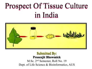 Prospect Of Tissue Culture
in India
M.Sc. 2nd Semester, Roll No. 19
Dept. of Life Science & Bioinformatics, AUS
 