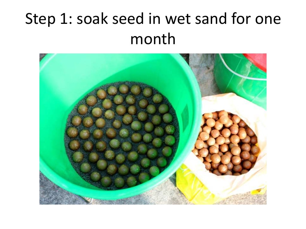 Prospects for Macadamia nuts farming in Nepal