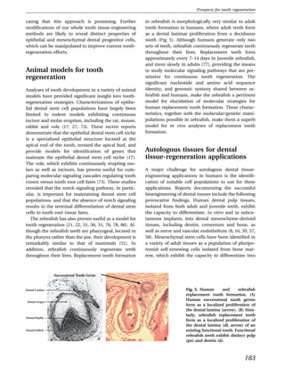 Prospects for tooth regeneration

cating that this approach is promising. Further                 in zebraﬁsh is morphologically very similar to adult
modiﬁcations of our whole tooth tissue-engineering              tooth formation in humans, where adult teeth form
methods are likely to reveal distinct properties of             as a dental laminar proliferation from a deciduous
epithelial and mesenchymal dental progenitor cells,             tooth (Fig. 5). Although humans generate only two
which can be manipulated to improve current tooth-              sets of teeth, zebraﬁsh continuously regenerate teeth
regeneration efforts.                                           throughout their lives. Replacement teeth form
                                                                approximately every 7–14 days in juvenile zebraﬁsh,
                                                                and more slowly in adults (77), providing the means
Animal models for tooth                                         to study molecular signaling pathways that are per-
regeneration                                                    missive for continuous tooth regeneration. The
                                                                signiﬁcant nucleotide and amino acid sequence
Analyses of tooth development in a variety of animal            identity, and genomic synteny shared between ze-
models have provided signiﬁcant insight into tooth-             braﬁsh and humans, make the zebraﬁsh a pertinent
regeneration strategies. Characterizations of epithe-           model for elucidation of molecular strategies for
lial dental stem cell populations have largely been             human replacement tooth formation. These charac-
limited to rodent models exhibiting continuous                  teristics, together with the molecular/genetic mani-
incisor and molar eruption, including the rat, mouse,           pulations possible in zebraﬁsh, make them a superb
rabbit and vole (17, 27, 73). These recent reports              model for in vivo analyses of replacement tooth
demonstrate that the epithelial dental stem cell niche          formation.
is a specialized epithelial structure located at the
apical end of the tooth, termed the apical bud, and
provide models for identiﬁcation of genes that                  Autologous tissues for dental
maintain the epithelial dental stem cell niche (17).            tissue-regeneration applications
The vole, which exhibits continuously erupting mo-
lars as well as incisors, has proven useful for com-            A major challenge for autologous dental tissue-
paring molecular signaling cascades regulating tooth            engineering applications in humans is the identiﬁ-
crown versus tooth root cell fates (73). These studies          cation of suitable cell populations to use for these
revealed that the notch signaling pathway, in partic-           applications. Reports documenting the successful
ular, is important for maintaining dental stem cell             bioengineering of dental tissues include the following
populations, and that the absence of notch signaling            provocative ﬁndings. Human dental pulp tissues,
results in the terminal differentiation of dental stem          isolated from both adult and juvenile teeth, exhibit
cells to tooth root tissue fates.                               the capacity to differentiate, in vitro and in subcu-
   The zebraﬁsh has also proven useful as a model for           taneous implants, into dental mesenchyme-derived
tooth regeneration (21, 22, 31, 50, 51, 76, 78, 80). Al-        tissues, including dentin, cementum and bone, as
though the zebraﬁsh teeth are pharyngeal, located in            well as nerve and vascular endothelium (8, 16, 39, 57,
the pharynx rather than the jaw, their development is           58). Mesenchymal stem cells have been identiﬁed in
remarkably similar to that of mammals (51). In                  a variety of adult tissues as a population of pluripo-
addition, zebraﬁsh continuously regenerate teeth                tential self-renewing cells isolated from bone mar-
throughout their lives. Replacement tooth formation             row, which exhibit the capacity to differentiate into



                  Successional Tooth Germ


Dental Lamina                                                                      Fig. 5. Human       and     zebraﬁsh
                                                                                   replacement tooth formation. (A)
                                                           dl                      Human successional tooth germs
 Dental Organ
                                                                                   form as a localized proliferation of
                                                                                   the dental lamina (arrow). (B) Simi-
                                                   pu                              larly, zebraﬁsh replacement teeth
Dental Papilla
                                                                                   form as a localized proliferation of
                                                     d                             the dental lamina (dl, arrow) of an
Dental Follicle                                                                    existing functional tooth. Functional
                                                                                   zebraﬁsh teeth exhibit distinct pulp
                                            A                            B         (pu) and dentin (d).



                                                                                                                   183
 