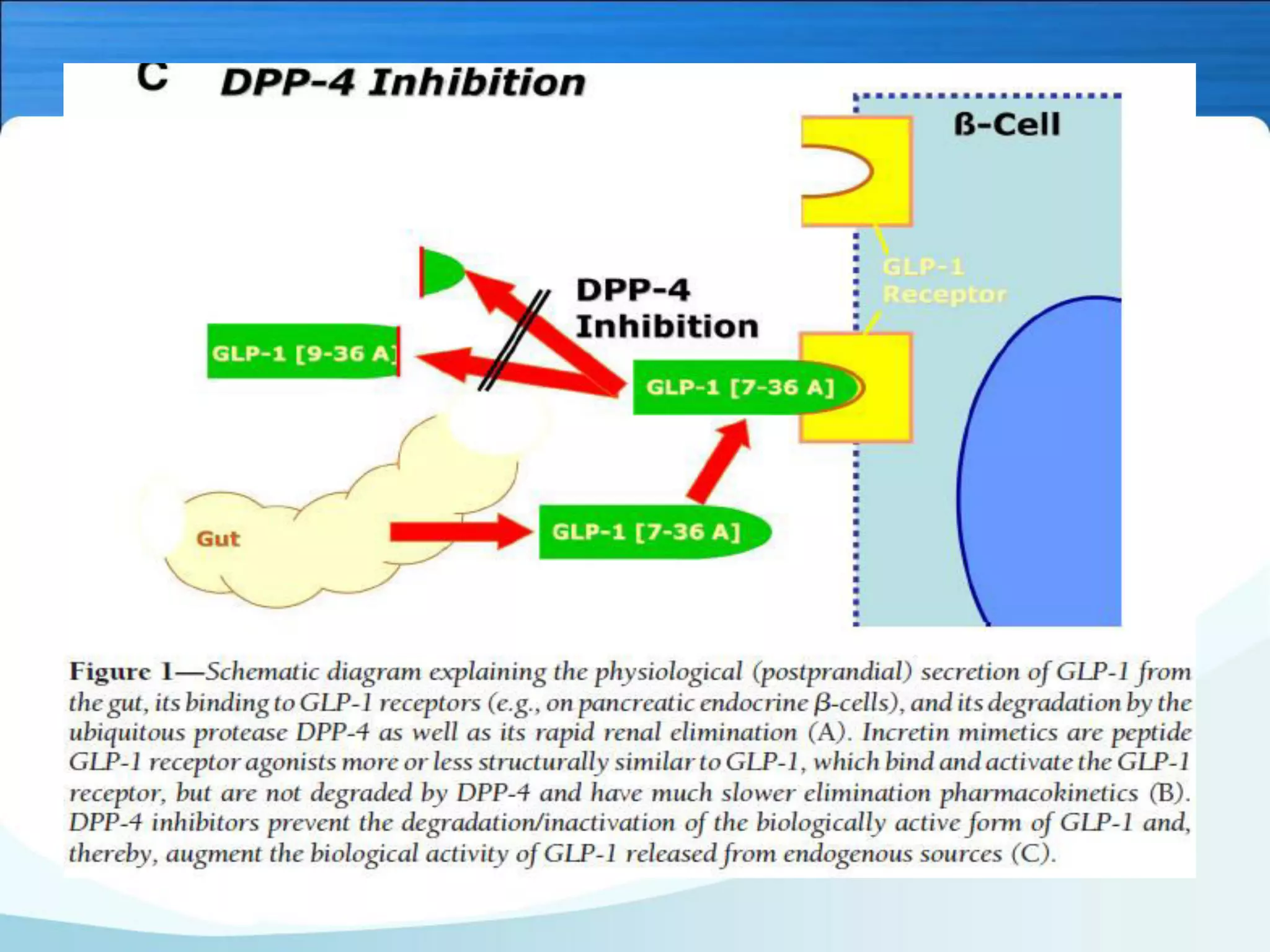 Prospects of incretin mimetics in therapeutics