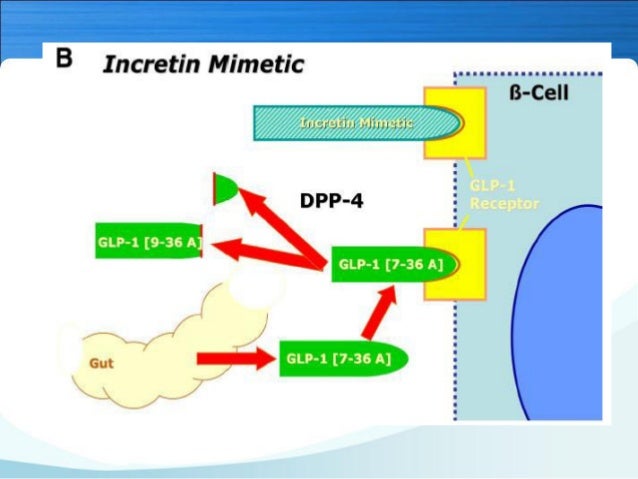 Prospects of incretin mimetics in therapeutics Prospects of incretin mimetics in therapeutics
