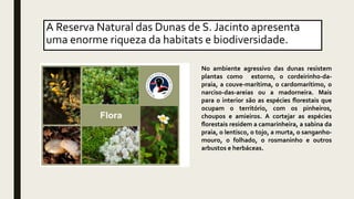 A Reserva Natural das Dunas de S. Jacinto apresenta
uma enorme riqueza da habitats e biodiversidade.
No ambiente agressivo das dunas resistem
plantas como estorno, o cordeirinho-da-
praia, a couve-marítima, o cardomarítimo, o
narciso-das-areias ou a madorneira. Mais
para o interior são as espécies ﬂorestais que
ocupam o território, com os pinheiros,
choupos e amieiros. A cortejar as espécies
ﬂorestais residem a camarinheira, a sabina da
praia, o lentisco, o tojo, a murta, o sanganho-
mouro, o folhado, o rosmaninho e outros
arbustos e herbáceas.
 