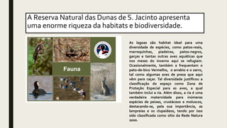 A Reserva Natural das Dunas de S. Jacinto apresenta
uma enorme riqueza da habitats e biodiversidade.
As lagoas são habitat ideal para uma
diversidade de espécies, como patos-reais,
marrequinhas, piadeiras, patos-negros,
garças e tantas outras aves aquáticas que
nos meses do inverno aqui se refugiam.
Ocasionalmente, também a frequentam o
pato-de-bico Vermelho, o arrabio e o zarro,
tal como algumas aves de presa que aqui
vêm para caçar. Tal diversidade justiﬁcou a
classiﬁcação do espaço como Zona de
Proteção Especial para as aves, a qual
também inclui a ria. Além disso, a ria é uma
verdadeira maternidade para inúmeras
espécies de peixes, crustáceos e moluscos,
destacando-se, pela sua importância, as
lampreias e os clupeídeos, tendo por isso
sido classiﬁcada como sítio da Rede Natura
2000.
 