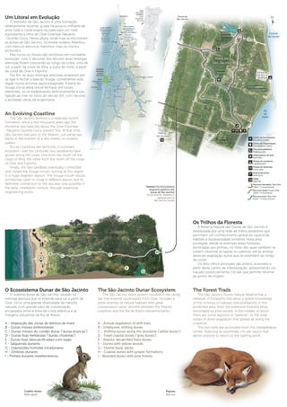 Um Litoral em Evolução
O território de São Jacinto é uma formação
relativamente recente, já que há poucos milhares de
anos toda a costa estava recuada para um nível
equivalente à linha de Ovar-Estarreja-Tabueira-
-Quintãs-Ouca. Nessa altura, onde hoje se encontram
as dunas de São Jacinto, só existia oceano Atlântico,
com bancos arenosos marinhos mais ou menos
profundos.
Mas como os litorais são territórios em constante
evolução, com o decorrer dos séculos duas restingas
arenosas foram crescendo ao longo da costa, uma de
sul, a partir da costa de Mira, a outra de norte, a partir
da costa de Ovar e Espinho.
Por fim, as duas restingas arenosas acabaram por
se ligar e fechar a baía do Vouga, convertendo esta
região numa enorme lagoa estagnada. A barra do
Vouga ora se abria ora se fechava, em locais
diferentes, só se estabilizando definitivamente a sua
ligação ao mar no início do século XIX, com recurso
a avultadas obras de engenharia.
An Evolving Coastline
The São Jacinto territory is a relatively recent
formation, since a few thousand years ago the
shoreline was basically about the Ovar-Estarreja-
-Tabueira-Quintãs-Ouca present line. At that time,
São Jacinto was part of the Atlantic, just sandy sea
banks in the bottom of a few meters of oceanic
waters.
But as coastlines are territories in constant
evolution, over the centuries two sandbanks have
grown along the coast, one from the south off the
coast of Mira, the other from the north off the coast
of Ovar and Espinho.
Finally, the two sandbars eventually connected
and closed the Vouga mouth, turning all this region
in a huge stagnant lagoon. The Vouga mouth would
sometimes open or close in different places, but its
definitive connection to the sea was only possible in
the early nineteenth century, through expensive
engineering works.
Os Trilhos da Floresta
A Reserva Natural das Dunas de São Jacinto é
atravessada por uma rede de trilhos pedestres que
permitem um conhecimento global da riqueza de
habitats e biodiversidade existente nesta área
protegida, desde as extensas áreas florestais
dominadas por pinhais, no meio das quais também se
podem observar as lagoas ou pateiras, até às amplas
áreas de vegetação dunar que se estendem ao longo
da costa.
Os dois trilhos principais são ambos acessíveis a
partir deste centro de interpretação, apresentando um
traçado essencialmente circular que permite retornar
ao ponto de origem.
The Forest Trails
The São Jacinto Dunes Nature Reserve has a
network of footpaths that allow a global knowledge
of the richness of habitats and biodiversity in this
protected area, from the extensive forested areas
dominated by pine woods, in the middle of which
there are some lagoons or “pateiras”, to the wide
zones of dune vegetation that spread all along the
coastline.
The two trails are accessible from this interpretation
center, featuring an essentially circular layout that
allows anyone to return to the starting point.
TRANSECTO ECOLÓGICO
(esquema genérico das
dunas de São Jacinto)
ECOLOGICAL TRANSECT
(general view of
São Jacinto dunes)
O Ecossistema Dunar de São Jacinto
O sistema dunar de São Jacinto, situado na
restinga arenosa que se estende para sul a partir de
Ovar, inclui uma grande diversidade de habitats
naturais com grande valor de conservação,
encaixados entre a linha de costa atlântica e as
margens estuarinas da Ria de Aveiro.
A - Vegetação das zonas de detritos de maré
B - Dunas móveis embrionárias
C - Dunas móveis do cordão dunar (“dunas brancas”)
D - Dunas fixas herbáceas (“dunas cinzentas”)
E - Dunas fixas (descalcificadas) com tojais
F - Salgueirais dunares
G - Depressões húmidas intradunares
H - Zimbrais dunares
I - Pinhais dunares mediterrânicos
The São Jacinto Dunar Ecosystem
The São Jacinto dune system, located in the sandy
bar that extends southwards from Ovar, includes a
great diversity of natural habitats with great
conservation value, docked between the Atlantic
coastline and the Ria de Aveiro estuarine banks.
A - Annual vegetation of drift lines
B - Embryonic shifting dunes
C - Shifting dunes along the shoreline (“white dunes”)
D - Fixed coastal dunes (“grey dunes”)
E - Atlantic decalcified fixed dunes
F - Dunes with willow woods
G - Humid dune slacks
H - Coastal dunes with juniper formations
I - Wooded dunes with pine forests
Coelho-bravo
Wild rabbit
Raposa
Red fox
 