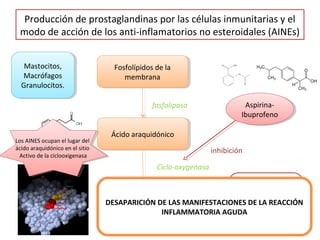 Producción de prostaglandinas por las células inmunitarias y el
 modo de acción de los anti-inflamatorios no esteroidales (AINEs)


   Mastocitos,
    Mastocitos,                     Fosfolípidos de la
                                     Fosfolípidos de la
  Macrófagos
   Macrófagos                          membrana
                                        membrana
  Granulocitos.
   Granulocitos.

                                                fosfolipasa                   Aspirina-
                                                                               Aspirina-
                                                                            Ibuprofeno
                                                                             Ibuprofeno

                                   Ácido araquidónico
                                    Ácido araquidónico
Los AINES ocupan el lugar del
 Los AINES ocupan el lugar del
ácido araquidónico en el sitio
 ácido araquidónico en el sitio                                    inhibición
  Activo de la ciclooxigenasa
   Activo de la ciclooxigenasa
                                                 Ciclo-oxygenasa

                                                                          Effets
                                     prostaglandines
                                      prostaglandines             - Vasodilatation
                                  DESAPARICIÓN DE LAS MANIFESTACIONES DE LA REACCIÓN
                                                                  - Fièvre
                                                  INFLAMMATORIA AGUDA
                                                                  - Douleur
 