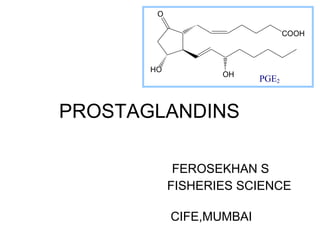 PROSTAGLANDINS FEROSEKHAN S FISHERIES SCIENCE  CIFE,MUMBAI  
