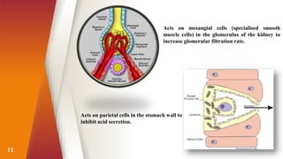 11
Acts on mesangial cells (specialised smooth
muscle cells) in the glomerulus of the kidney to
increase glomerular filtration rate.
Acts on parietal cells in the stomach wall to
inhibit acid secretion.
 