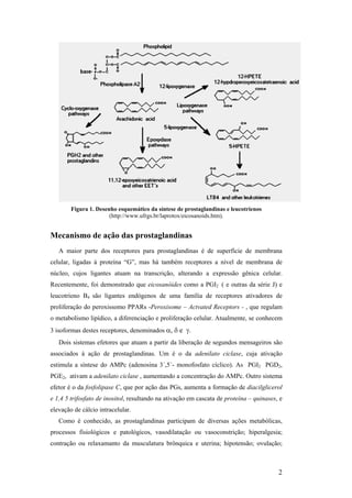 Figura 1. Desenho esquemático da síntese de prostaglandinas e leucotrienos
                       (http://www.ufrgs.br/laprotox/eicosanoids.htm).


Mecanismo de ação das prostaglandinas
   A maior parte dos receptores para prostaglandinas é de superfície de membrana
celular, ligadas à proteína “G”, mas há também receptores a nível de membrana de
núcleo, cujos ligantes atuam na transcrição, alterando a expressão gênica celular.
Recentemente, foi demonstrado que eicosanóides como a PGI2 ( e outras da série J) e
leucotrieno B4 são ligantes endógenos de uma família de receptores ativadores de
proliferação do peroxissomo PPARs -Peroxisome – Actvated Receptors - , que regulam
o metabolismo lipídico, a diferenciação e proliferação celular. Atualmente, se conhecem
3 isoformas destes receptores, denominados α, δ e γ.
   Dois sistemas efetores que atuam a partir da liberação de segundos mensageiros são
associados à ação de prostaglandinas. Um é o da adenilato ciclase, cuja ativação
estimula a síntese do AMPc (adenosina 3´,5´- monofosfato cíclico). As PGI2 PGD2,
PGE2, ativam a adenilato ciclase , aumentando a concentração do AMPc. Outro sistema
efetor é o da fosfolipase C, que por ação das PGs, aumenta a formação de diacilglicerol
e 1,4 5 trifosfato de inositol, resultando na ativação em cascata de proteína – quinases, e
elevação de cálcio intracelular.
   Como é conhecido, as prostaglandinas participam de diversas ações metabólicas,
processos fisiológicos e patológicos, vasodilatação ou vasoconstrição; hiperalgesia;
contração ou relaxamanto da musculatura brônquica e uterina; hipotensão; ovulação;



                                                                                         2
 