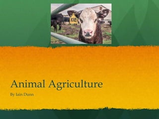 Animal Agriculture
By Iain Dunn
 