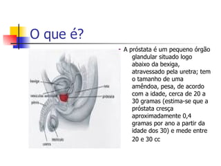 O que é? A próstata é um pequeno órgão glandular situado logo abaixo da bexiga, atravessado pela uretra; tem o tamanho de uma amêndoa, pesa, de acordo com a idade, cerca de 20 a 30 gramas (estima-se que a próstata cresça aproximadamente 0,4 gramas por ano a partir da idade dos 30) e mede entre 20 e 30 cc   