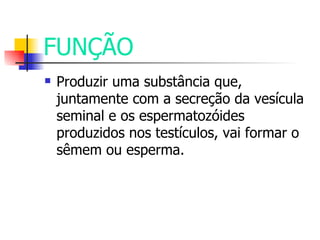 FUNÇÃO Produzir uma substância que, juntamente com a secreção da vesícula seminal e os espermatozóides produzidos nos testículos, vai formar o sêmem ou esperma.  