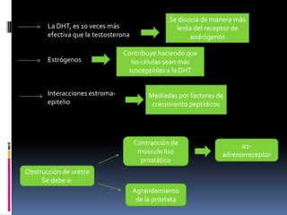 La DHT, es 10 veces más
efectiva que la testosterona
Estrógenos

Interacciones estromaepitelio

Se disocia de manera más
lenta del receptor de
andrógenos

Contribuye haciendo que
las células sean más
susceptibles a la DHT

Mediadas por factores de
crecimiento peptídicos

Contracción de
músculo liso
prostático
Obstrucción de uretra
Se debe a:
Agrandamiento
de la próstata

α1adrenorreceptor

 