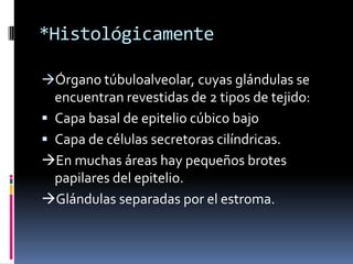 *Histológicamente
Órgano túbuloalveolar, cuyas glándulas se

encuentran revestidas de 2 tipos de tejido:
 Capa basal de epitelio cúbico bajo
 Capa de células secretoras cilíndricas.
En muchas áreas hay pequeños brotes
papilares del epitelio.
Glándulas separadas por el estroma.

 