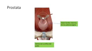 Prostata
Detrás de la sínfisis del
pubis
Sobre bordes internos
de los pubococcigeos
 