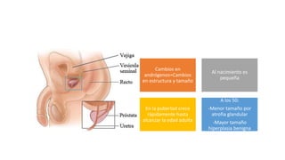 Cambios en
andrógenos=Cambios
en estructura y tamaño
Al nacimiento es
pequeña
En la pubertad crece
rápidamente hasta
alcanzar la edad adulta
A los 50:
-Menor tamaño por
atrofia glandular
-Mayor tamaño
hiperplasia benigna
 