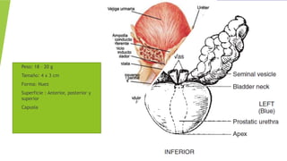 • Peso: 18 – 20 g
• Tamaño: 4 x 3 cm
• Forma: Nuez
• Superficie : Anterior, posterior y
superior
• Capusla
 