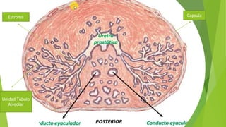 Capsula
Unidad Túbulo
Alveolar
Estroma
 